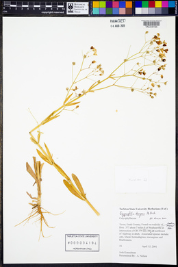 Gypsophila elegans image