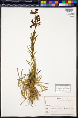 Penstemon laxiflorus image