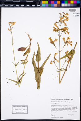 Penstemon laxiflorus image