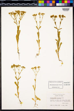 Valerianella amarella image