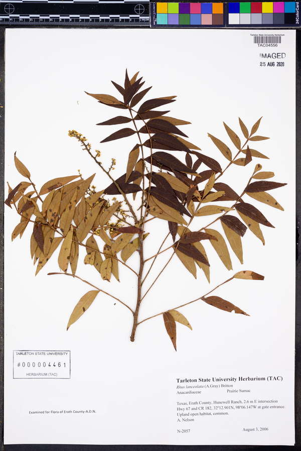Rhus lanceolata image