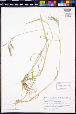 Panicum hians image