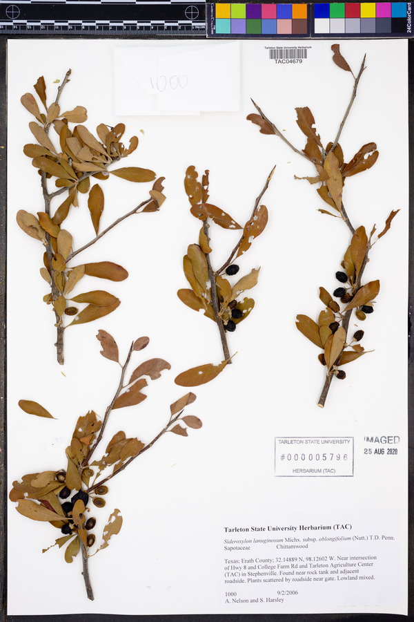 Sideroxylon lanuginosum subsp. oblongifolium image