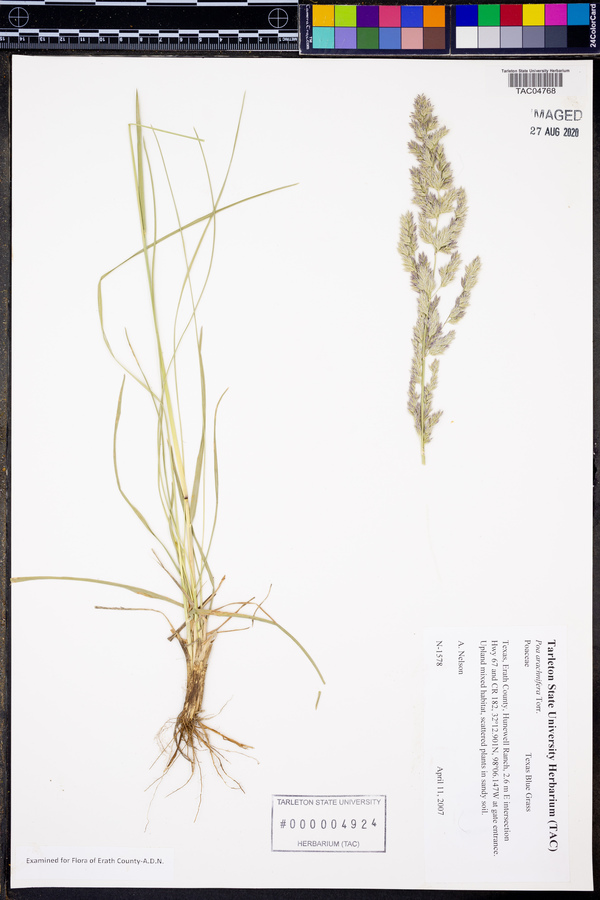 Poa arachnifera image