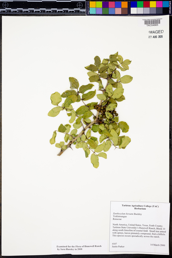 Zanthoxylum hirsutum image