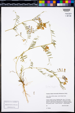 Vicia villosa var. varia image