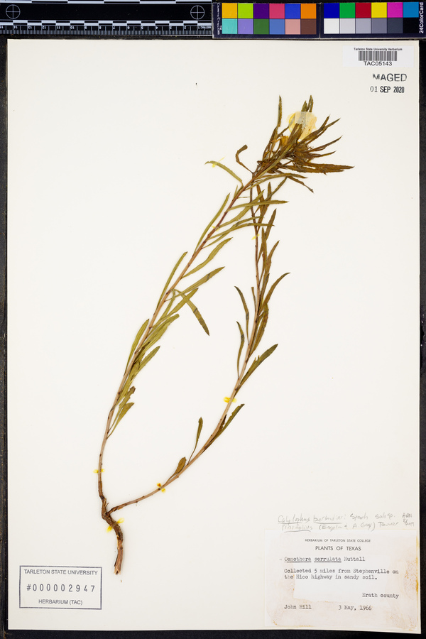 Oenothera berlandieri subsp. pinifolia image