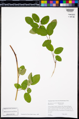 Berchemia scandens image