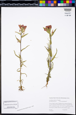 Castilleja indivisa image