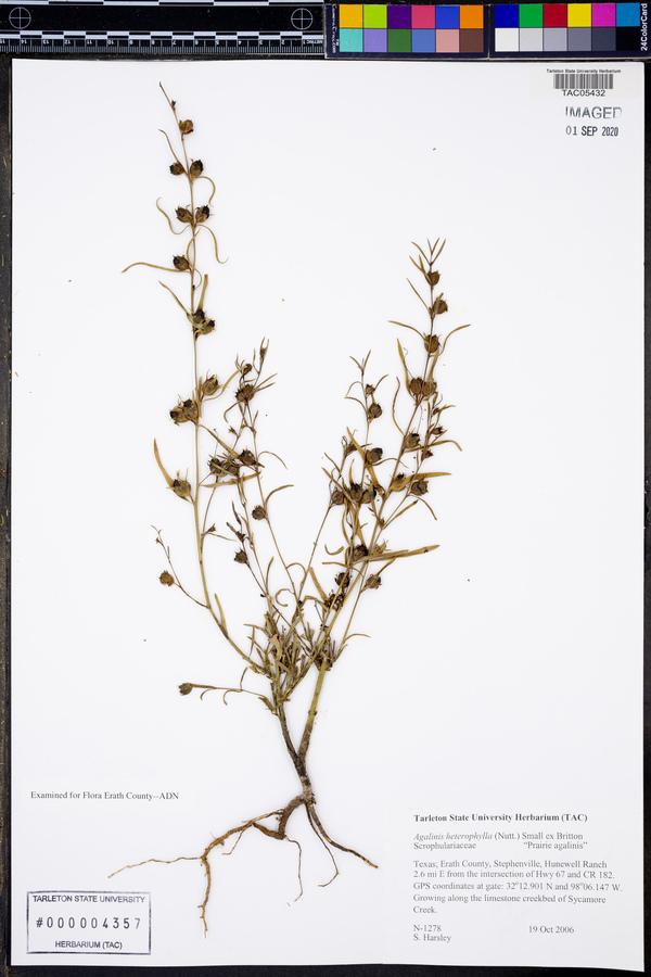 Agalinis heterophylla image
