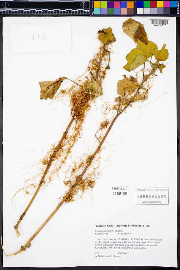 Cuscuta cuspidata image