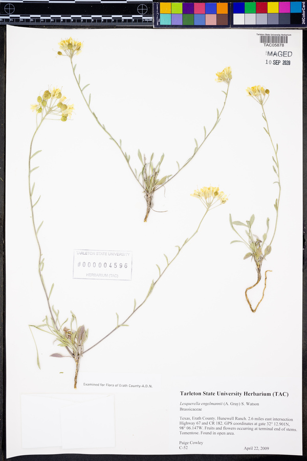 Physaria engelmannii image