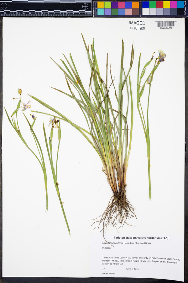 Sisyrinchium chilense image