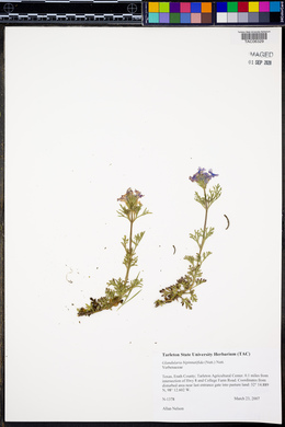 Glandularia bipinnatifida image