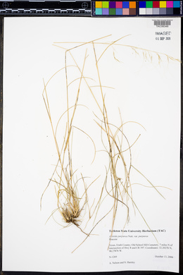 Aristida purpurea var. purpurea image