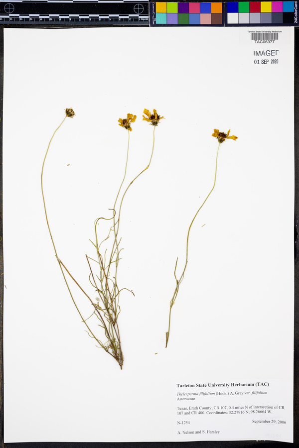 Thelesperma filifolium image