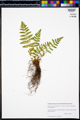 Woodsia obtusa subsp. occidentalis image