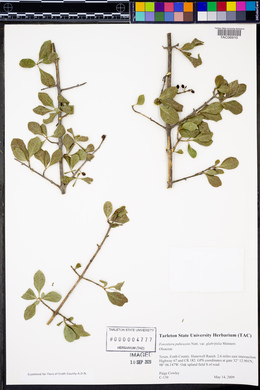 Forestiera pubescens var. glabrifolia image