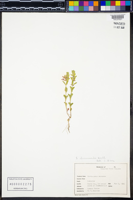 Scutellaria drummondii image