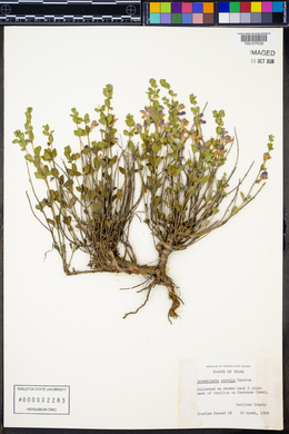 Scutellaria parvula image