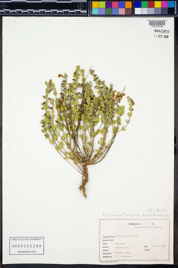 Scutellaria wrightii image