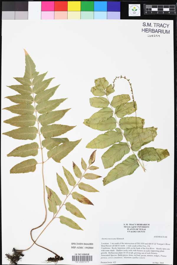 Anemia mexicana image