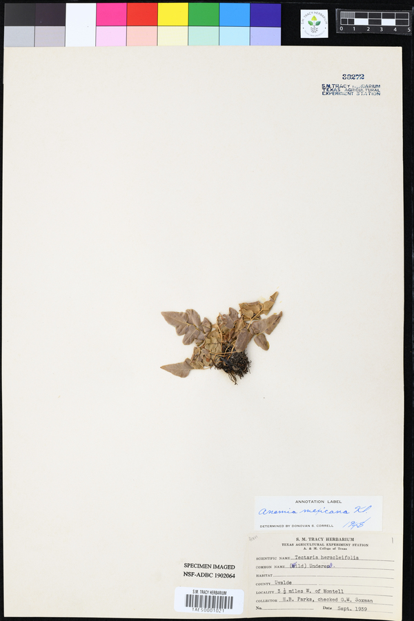 Anemia mexicana image