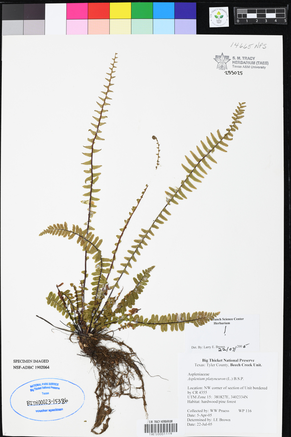 Asplenium platyneuron image