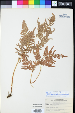 Pteridium aquilinum var. pseudocaudatum image