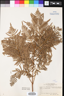 Pteridium aquilinum var. pseudocaudatum image