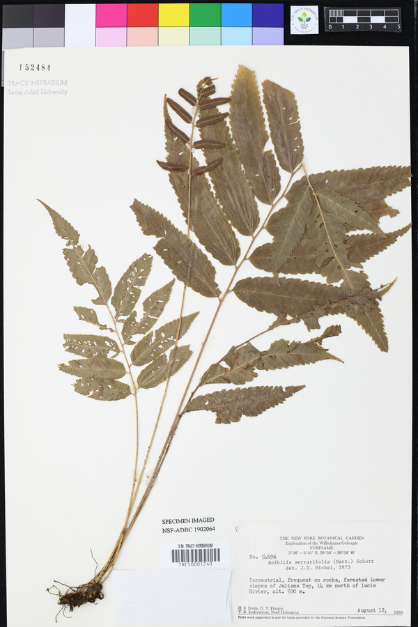 Bolbitis serratifolia image