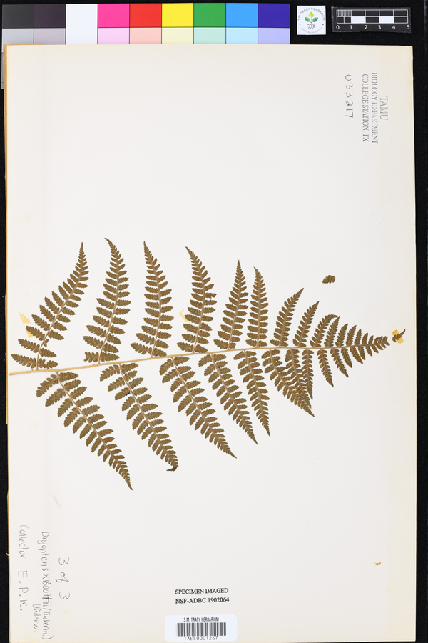 Dryopteris x boottii image