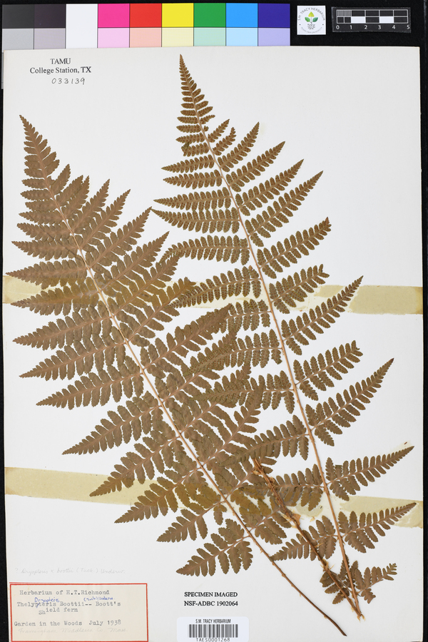 Dryopteris x boottii image