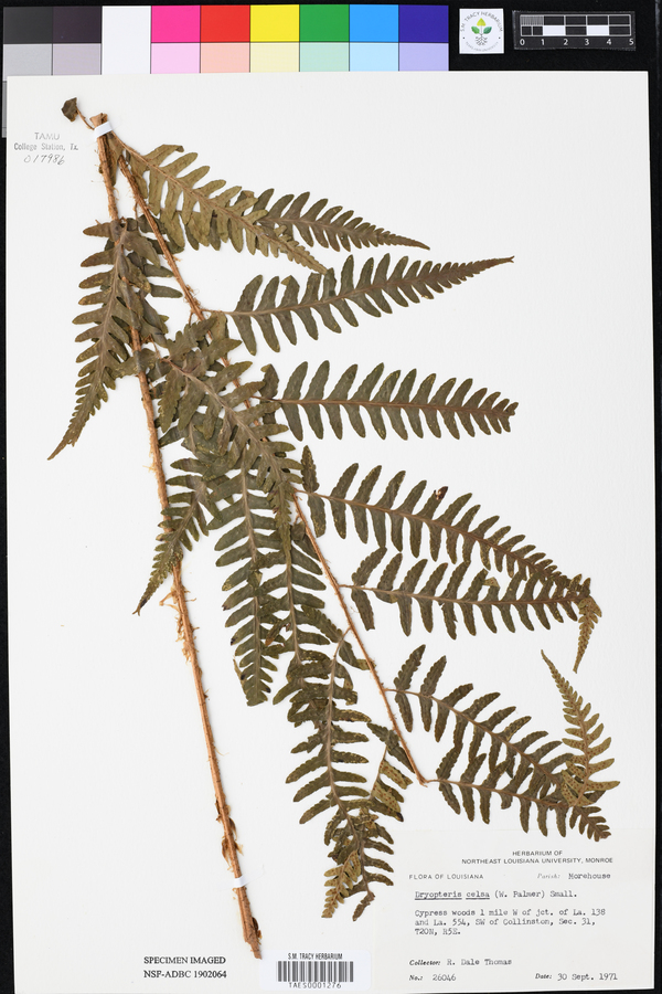 Dryopteris celsa image