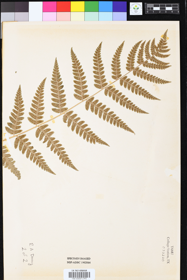 Dryopteris clintoniana image