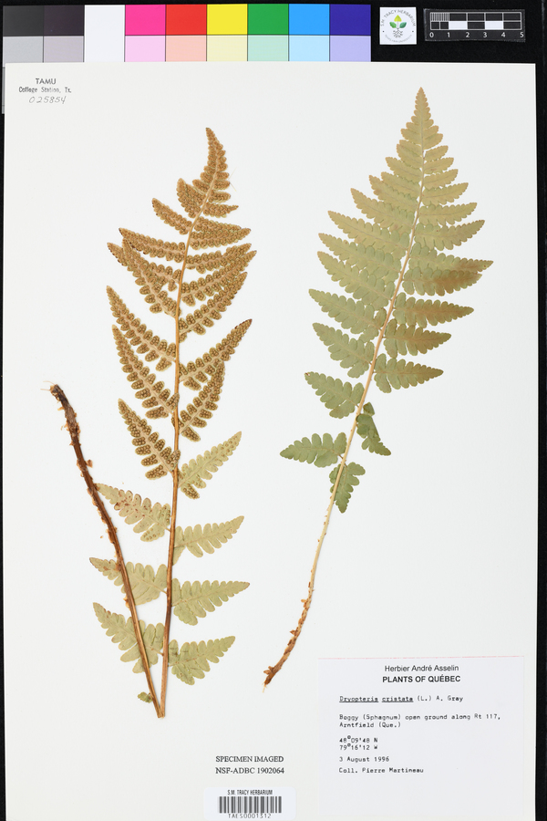 Dryopteris cristata image