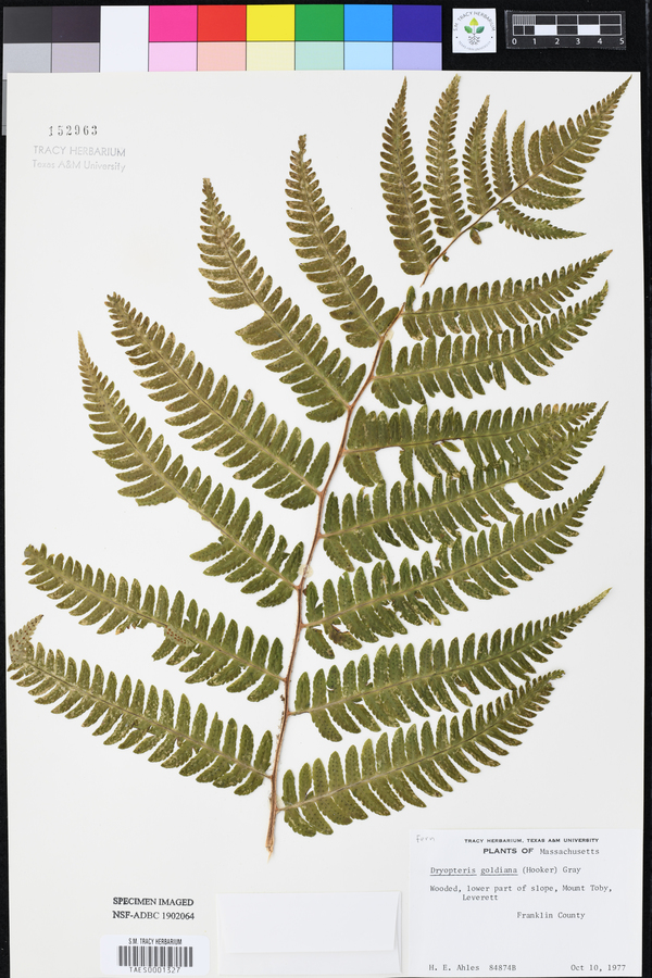 Dryopteris goldiana image