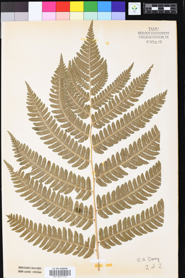 Dryopteris goldiana image