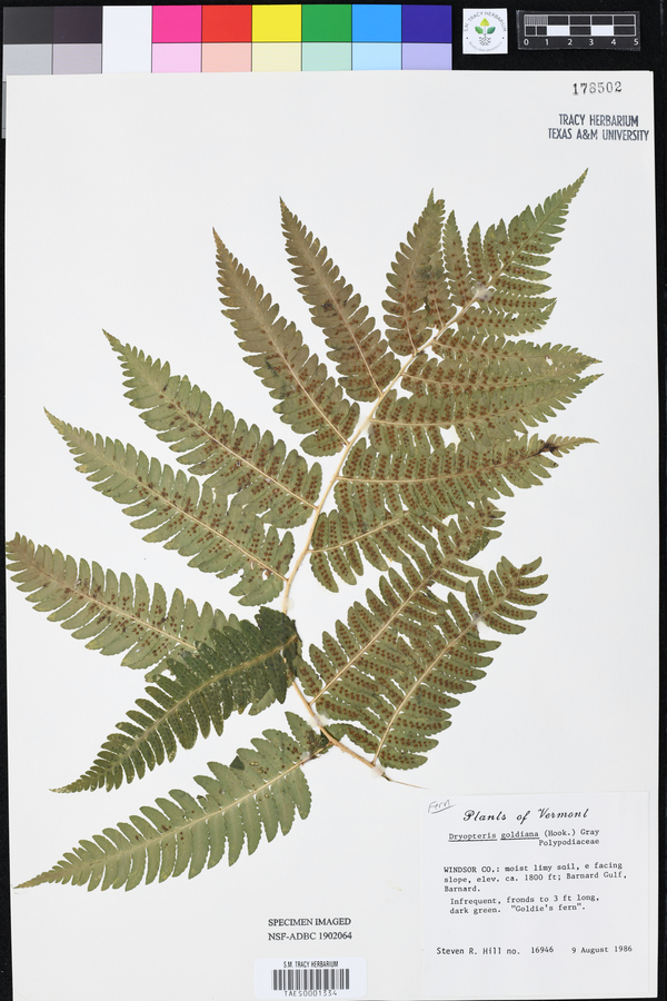 Dryopteris goldiana image