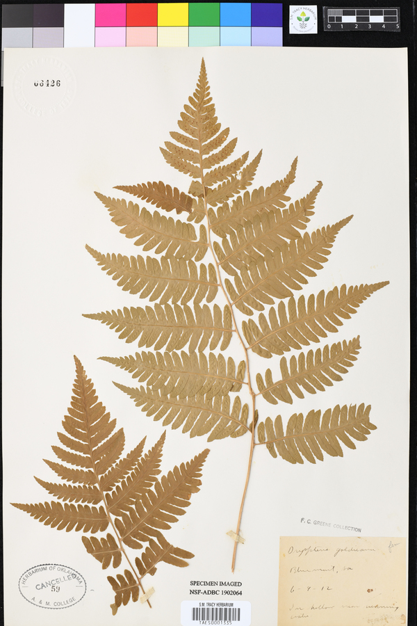 Dryopteris goldiana image