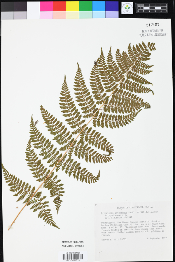 Dryopteris intermedia image