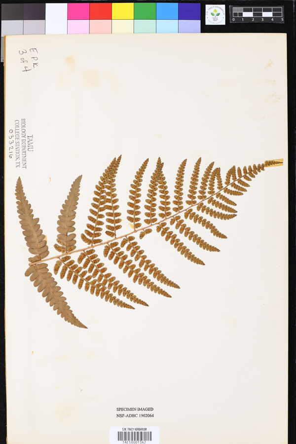 Dryopteris ludoviciana image