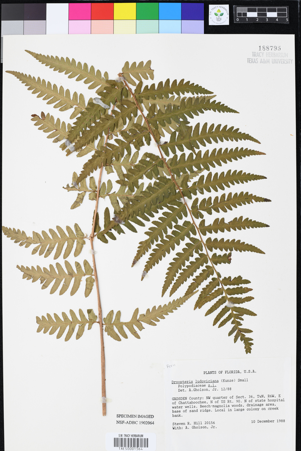 Dryopteris ludoviciana image