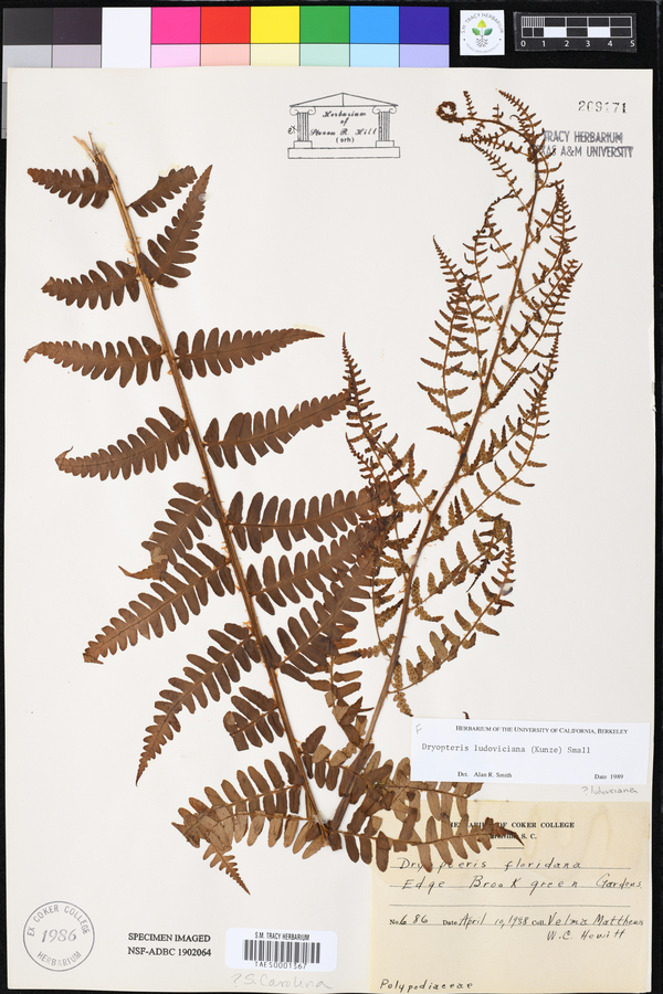 Dryopteris ludoviciana image