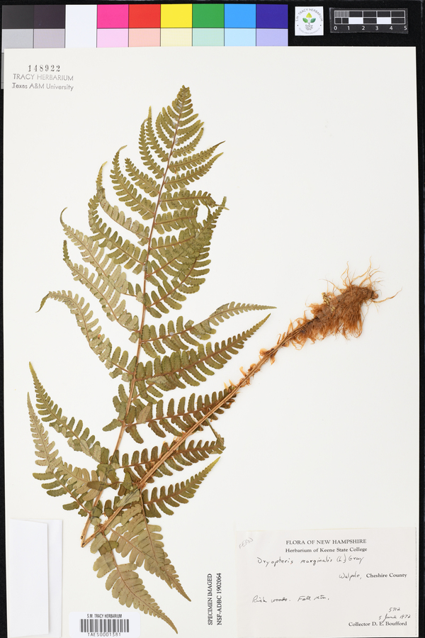 Dryopteris marginalis image