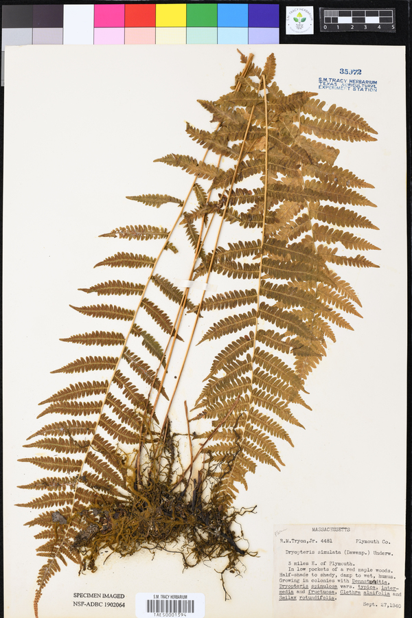 Dryopteris simulata image