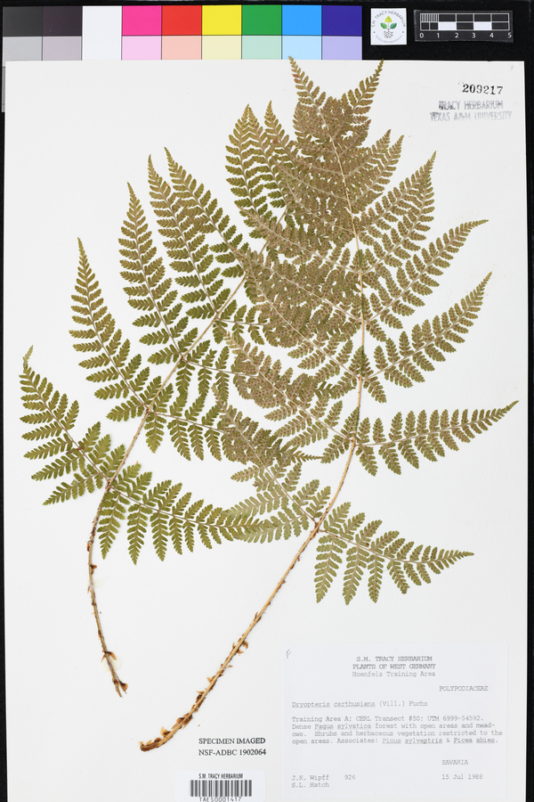 Dryopteris carthusiana image