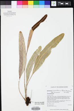 Image of Elaphoglossum crassifolium