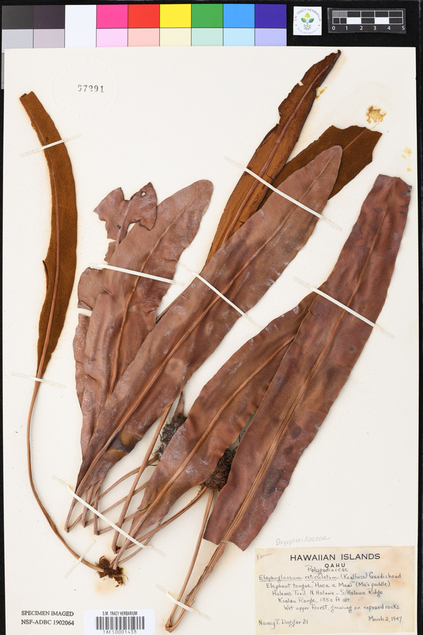 Elaphoglossum reticulatum image