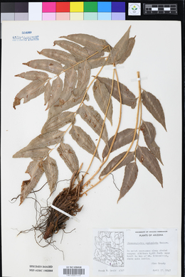 Phanerophlebia auriculata image